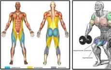 Приседания с гантелями – анатомия, правильная техника, советы новичкам Приседания с гантелями для мышц спины